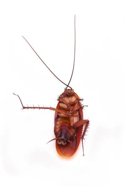 Insetto scarafaggio morto — Foto Stock