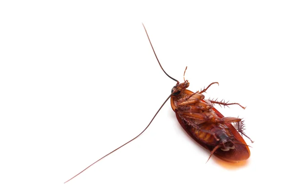 Döda kackerlacka insekt — Stockfoto