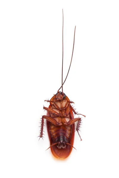Dode cockroach insect — Stockfoto