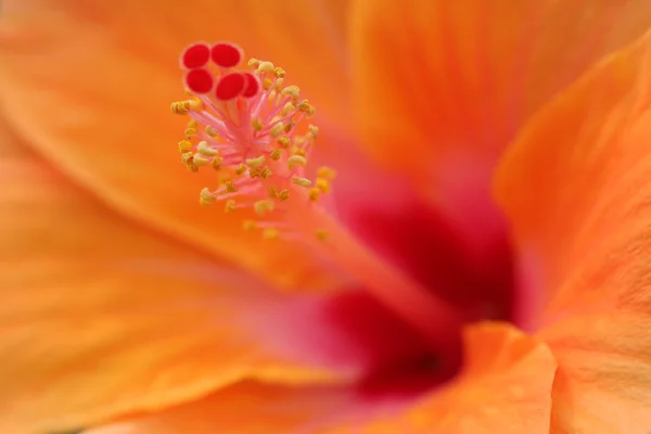 De cerca, Flores Naranjas Hibiscus rosa sinensis — Foto de Stock