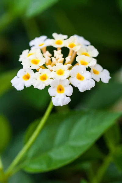 Lantana blommor — Φωτογραφία Αρχείου