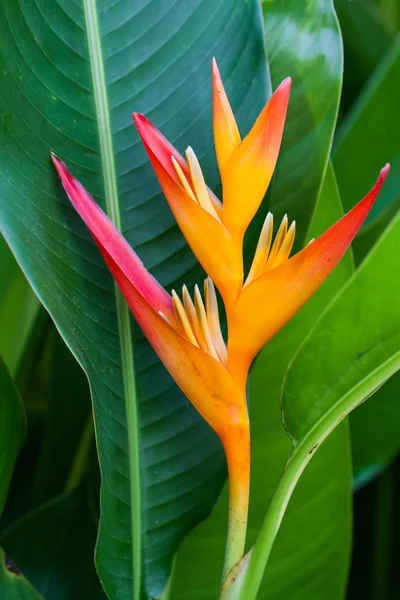 Heliconia flower. Stock Image