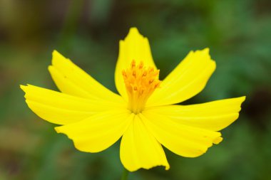 Sarı cosmos çiçek