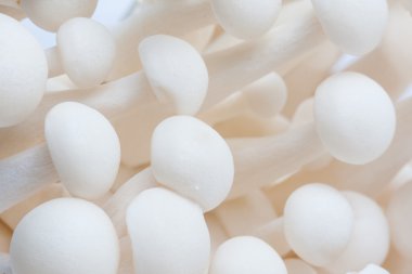 Beyaz kayın mantar bir yığın