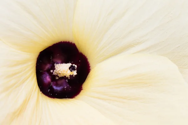 Flor amarilla — Foto de Stock