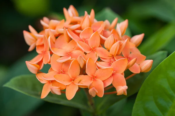 Ixora πορτοκαλί λουλούδια — Φωτογραφία Αρχείου