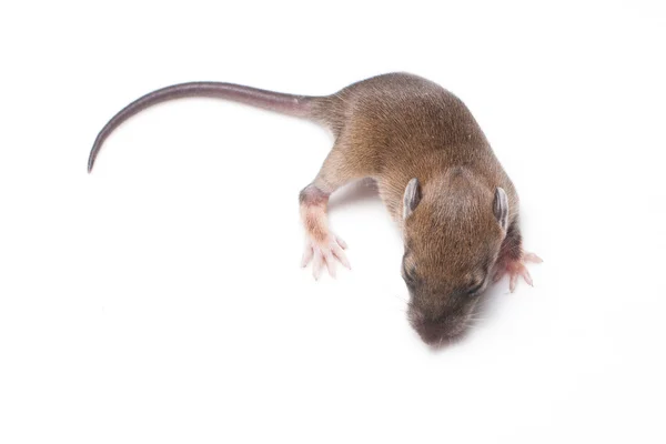 Rato bebé selvagem e sonolento — Fotografia de Stock