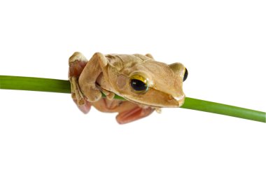 Tree frog clipart