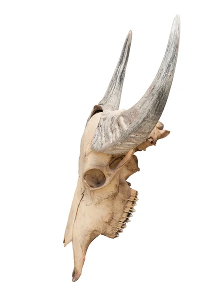 황소 두개골 — 스톡 사진