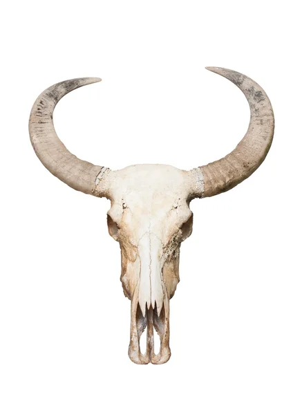 Bull Skull — Stock Photo, Image