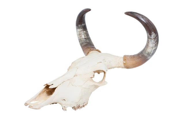 Cráneo de toro — Foto de Stock