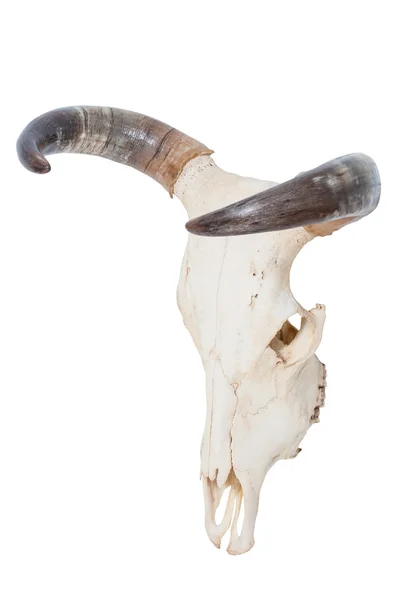 Craniul de taur — Fotografie, imagine de stoc