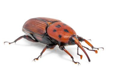 Emale kahverengi palm weevil burnu böceği, Rhynchophorus ferrugineus,