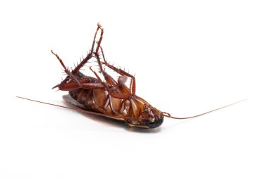 Dead cockroach clipart