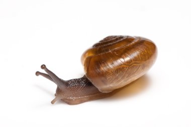 Bahçe sarmal salyangoz