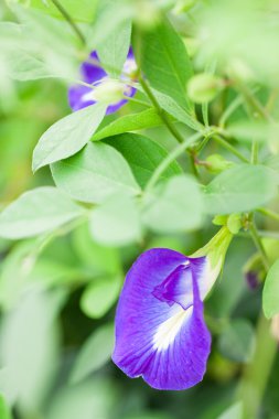 Kelebek bezelye çiçeği