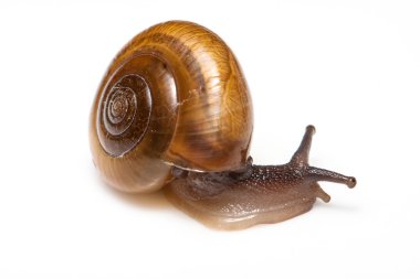 Bahçe sarmal salyangoz