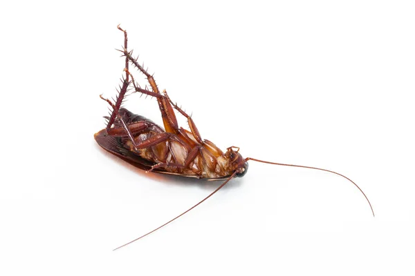 Cucaracha muerta —  Fotos de Stock