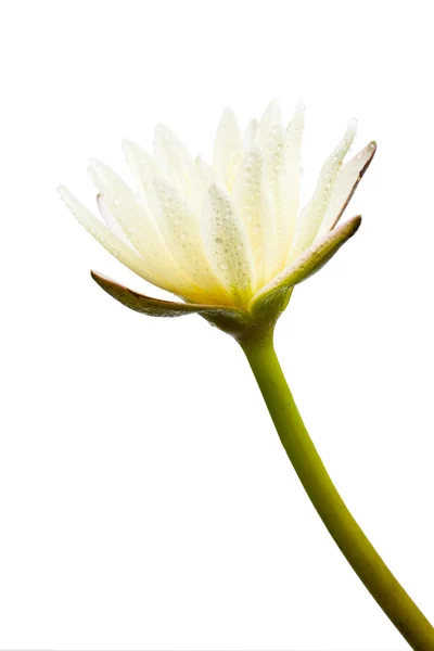 White lotus flower isolated — Stock Photo, Image