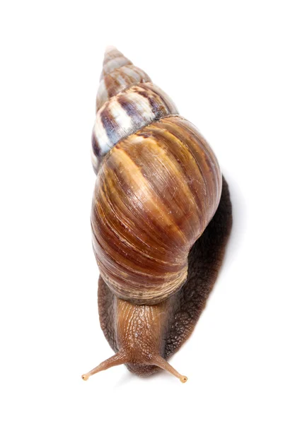 Gartenschnecke obenauf — Stockfoto