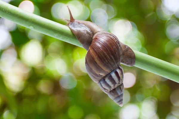 Snigel — Stockfoto