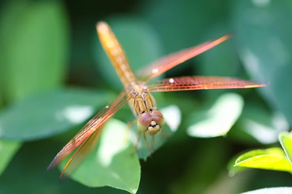 Libelle — Stockfoto