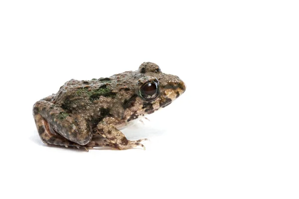 Marsh Frog aislado — Foto de Stock