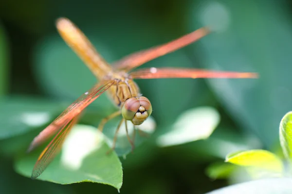 Libelle — Stockfoto