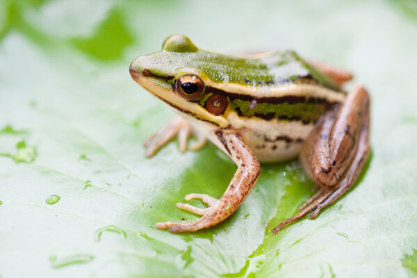 Зелёная лягушка
