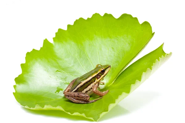 Grüner Frosch — Stockfoto