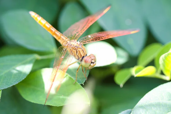 Libelle — Stockfoto