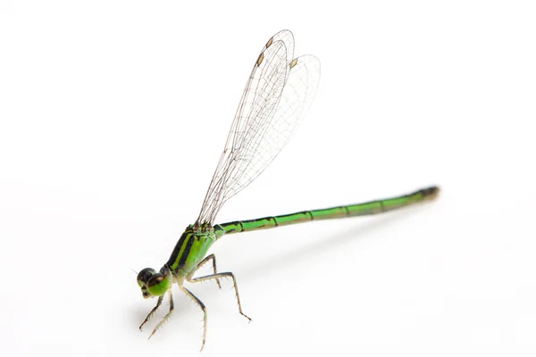 Small green dragonfly — Stock Photo, Image