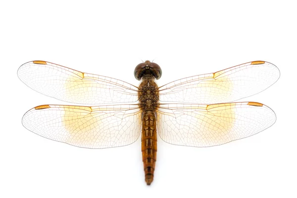 Libellula — Foto Stock