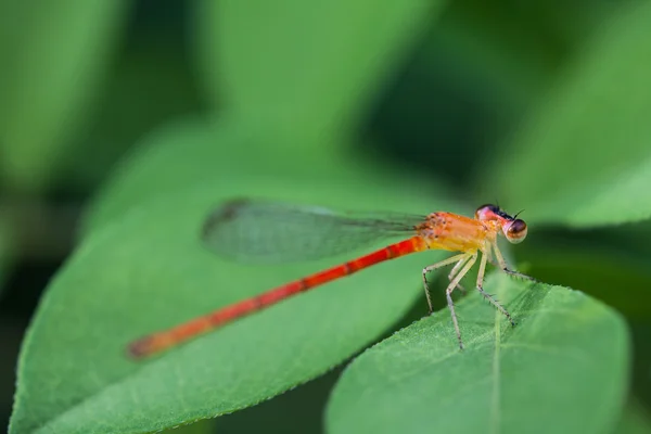 Small red dragonfly — Stock Photo, Image