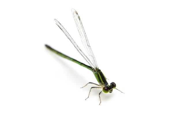 Piccola libellula verde — Foto Stock