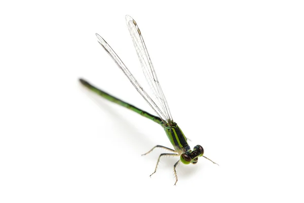 Small green dragonfly — Stock Photo, Image