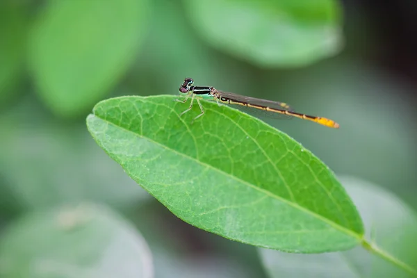 Μικρό dragonfly close-up — Φωτογραφία Αρχείου
