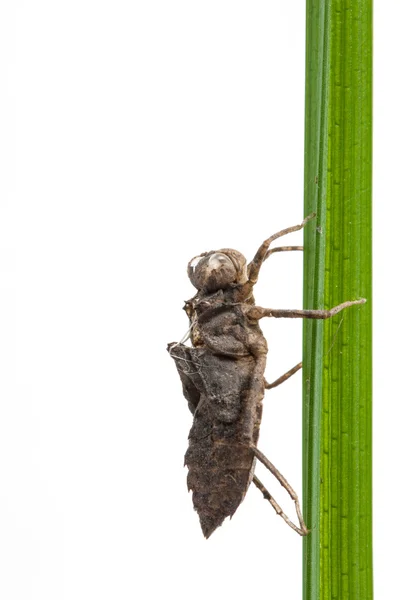 Nimf van de dragonfly op witte achtergrond — Stockfoto