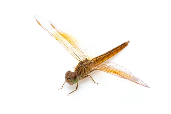 Libellula — Foto Stock