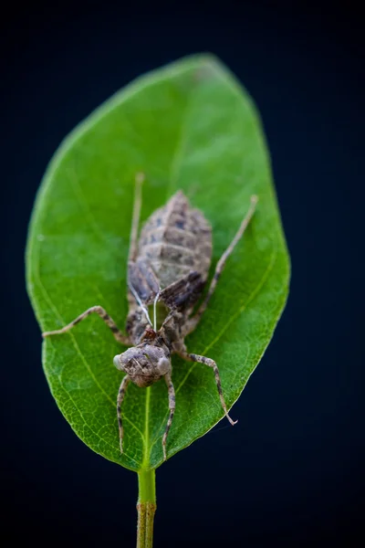 Nymph of the dragonfly — Stock Photo, Image