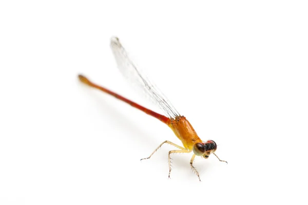 Small orange dragonfly — Stock Photo, Image