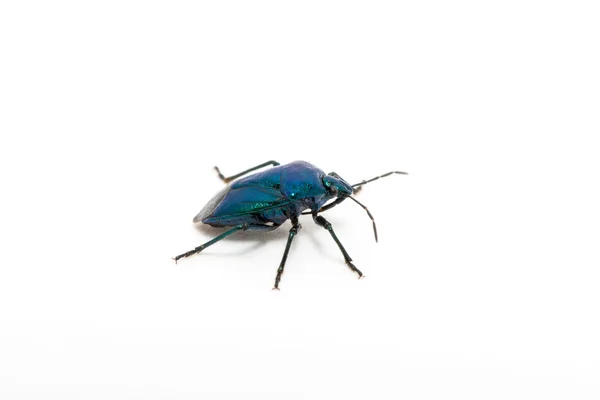 Purple Swollen-legged Beetle — Stock Photo, Image