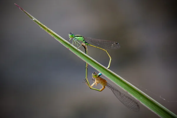 Blauschwanzlibelle — Stockfoto