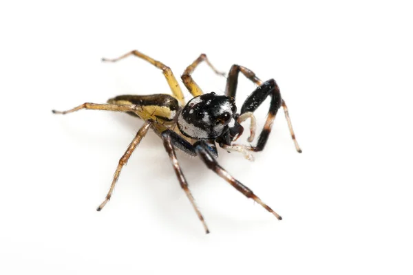 Aranha de jumper — Fotografia de Stock