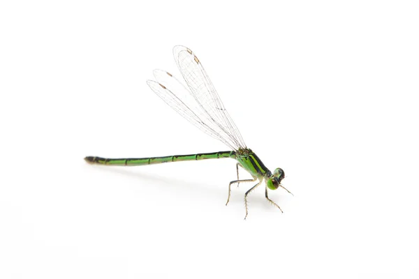 Mall grüne Libelle — Stockfoto