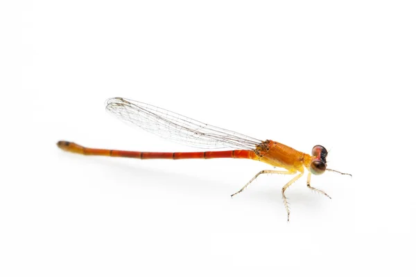 Small orange dragonfly — Stock Photo, Image