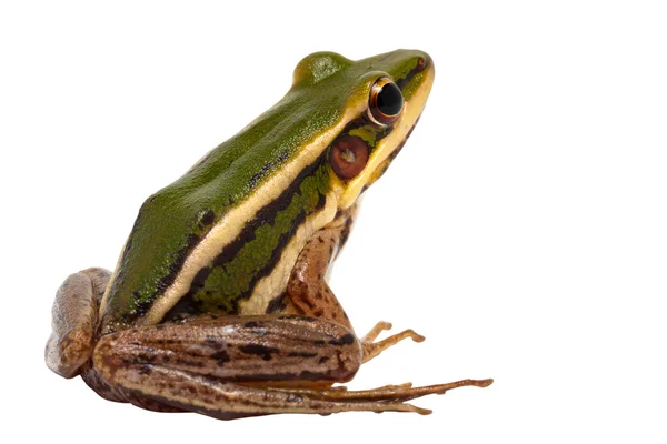 Rana verde (rana risaia verde ) — Foto Stock