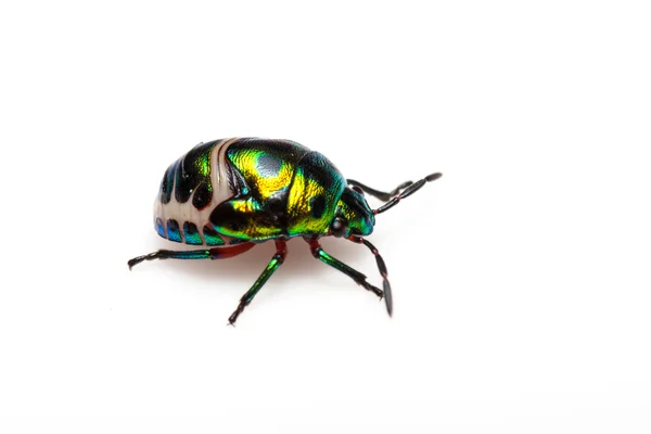 Grüner Käfer — Stockfoto