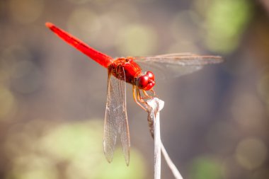 Kırmızı yusufçuk bir