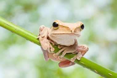 Tree frog clipart